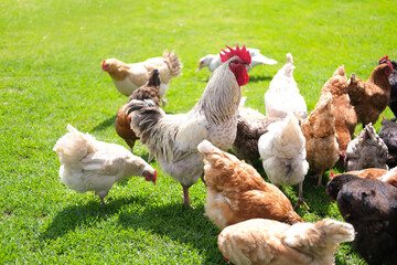 Rooster and chickens walk on an agricultural farm. Free-range chickens in a farmyard.