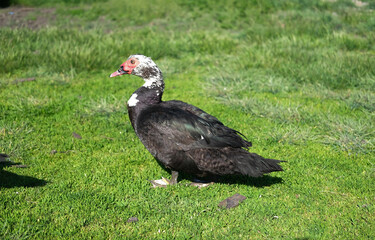 Large musky duck on green grass. A male Indo duck strides gracefully in a rural yard. Domestic bird.