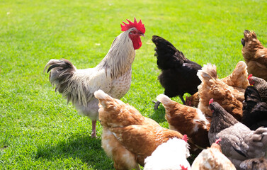 Rooster and chickens walk on an agricultural farm. Free-range chickens in a farmyard.