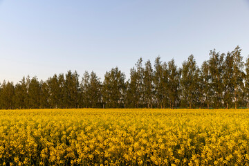 Obraz premium a field of rapeseed during flowering at sunset