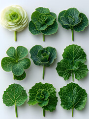Obraz premium Verdant Cabbage Patch: A Study of Patterns in Nature