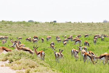 Impala in Namibia