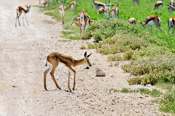 Impala in Namibia