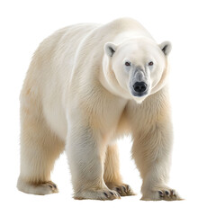 Fototapeta premium Majestic Adult Polar Bear Standing Isolated on White Background