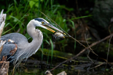 Great blue heron (Ardea herodias) fishing
