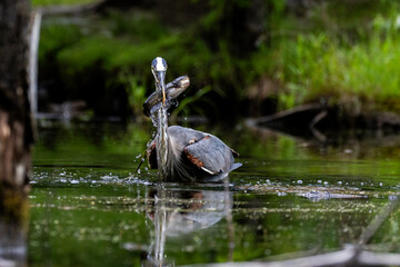 Great blue heron (Ardea herodias) fishing