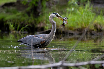 Great blue heron (Ardea herodias) fishing