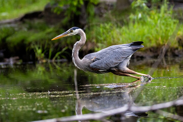 Fototapeta premium Great blue heron (Ardea herodias) fishing