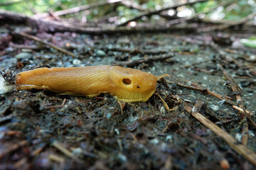 Closeup on a yellow large North-American California banana slug, Ariolimax californicus on the ground