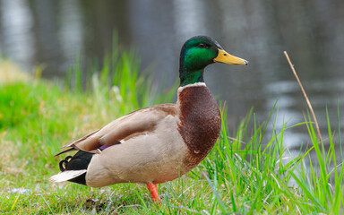 Kaczka krzyżowka samiec