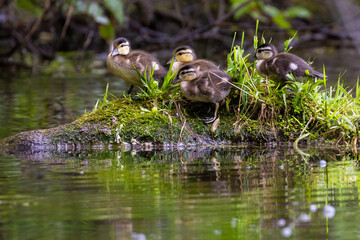 wood duck or Carolina duck (Aix sponsa) with babies