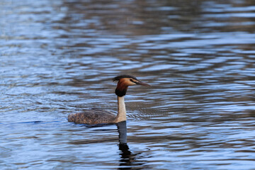 Perkoz dwuczuby ptak pływający po stawie wiosną o zachodzie słońca © Tomek Górski
