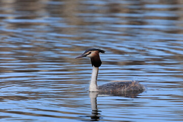 Perkoz dwuczuby ptak pływający po stawie wiosną o zachodzie słońca © Tomek Górski