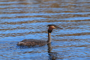 Perkoz dwuczuby ptak pływający po stawie wiosną o zachodzie słońca © Tomek Górski