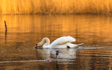 Perkoz dwuczuby ptak pływający po stawie wiosną o zachodzie słońca © Tomek Górski