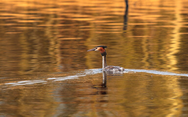 Perkoz dwuczuby ptak pływający po stawie wiosną o zachodzie słońca © Tomek Górski