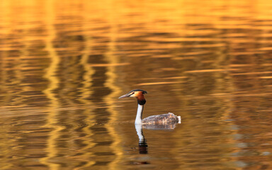 Perkoz dwuczuby ptak pływający po stawie wiosną o zachodzie słońca © Tomek Górski