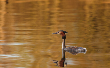 Perkoz dwuczuby ptak pływający po stawie wiosną o zachodzie słońca