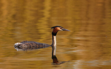 Perkoz dwuczuby ptak pływający po stawie wiosną o zachodzie słońca © Tomek Górski