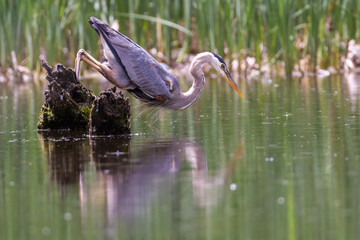 Great blue heron (Ardea herodias) fishing