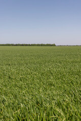 Obraz premium monoculture field with wheat closeup in sunny weather