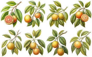 Obraz premium Grapefruit tree branch vintage illustration, isolate transparent background PNG file