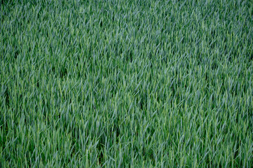 Raw food background. Bright green wheat field. 