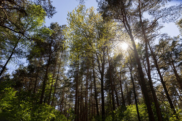 pine forest with tall trees against a blue sky background