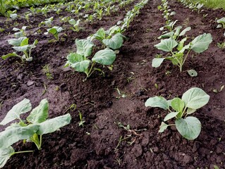 Green cabbage in rows on the garden bed. Rows of cabbage on agricultural land. Growing vegetables...