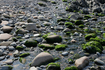 stream and rocks partially covered with green algae, background