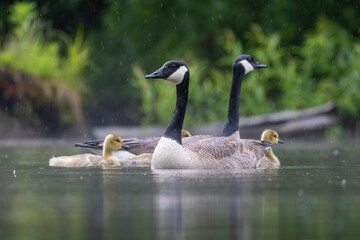  Canada goose (Branta canadensis) family