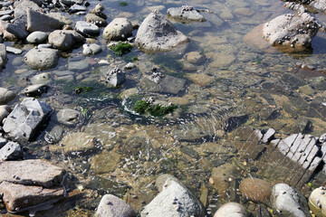 rocky shore and slightly foamy water, background