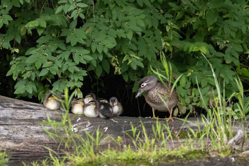 wood duck or Carolina duck (Aix sponsa) with babies