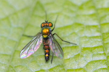 Long-legged Fly (Condylostylus longicornis) male