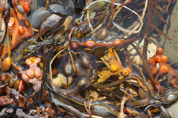 aquatic plants in a stream partially covered with water, background