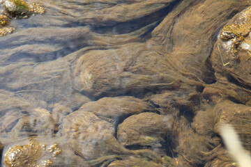 brown algae among stones like hair in a stream, background