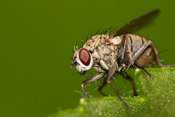 Macro shot of Adia cinerella fly with prey, long-legged fly