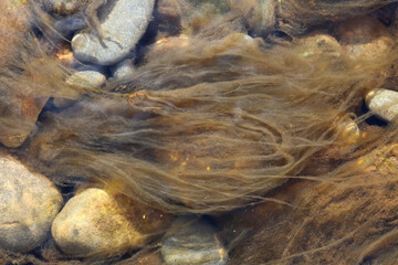 brown algae among stones like hair in a stream, background