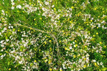 Flowering fruit tree in a meadow of blooming dandelions, top view, beautiful spring view in nature