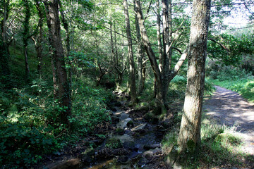 stream and path in deciduous forest, France