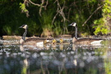 Fototapeta premium Canada goose (Branta canadensis) family