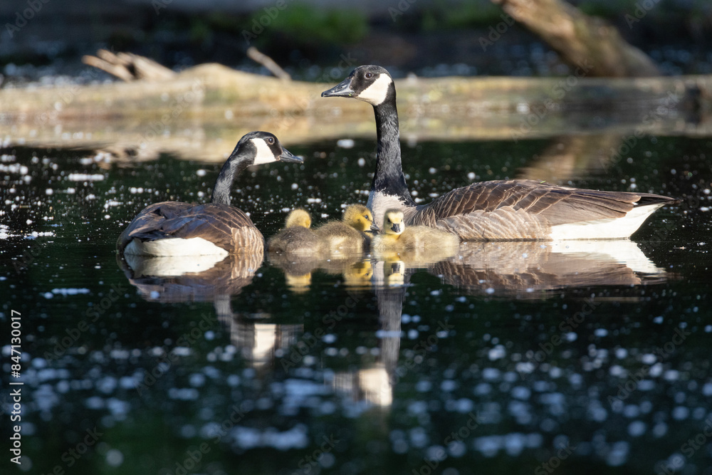 Poster  Canada goose (Branta canadensis) family