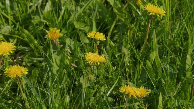 Green Field With Yellow Dandelions Sways In Wind. Wind Sways In Bright Green Grass. Colorful Background Template.