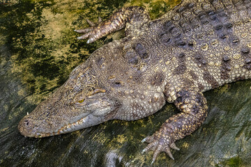 krokodyl leżący na skale. 