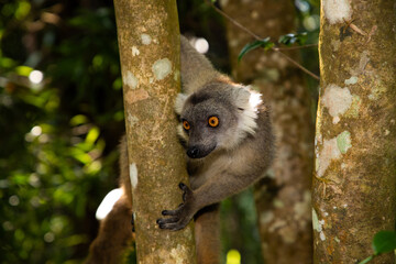 Crowned lemur Eulemur Coronatus, endemic animal