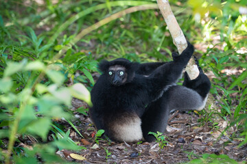 Lemur Indri indri, babakoto largest lemur from Madagascar
