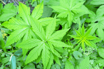 Green leaves of meadowsweet or filipendula ulmaria in the spring garden.