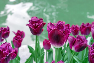 Purple tulips with terry edges against the backdrop of a city pond.