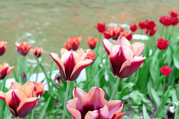 Burgundy tulips with white edges against the backdrop of a city pond.