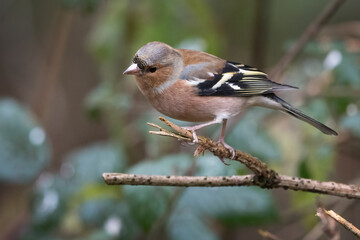 Chaffinch looking for food